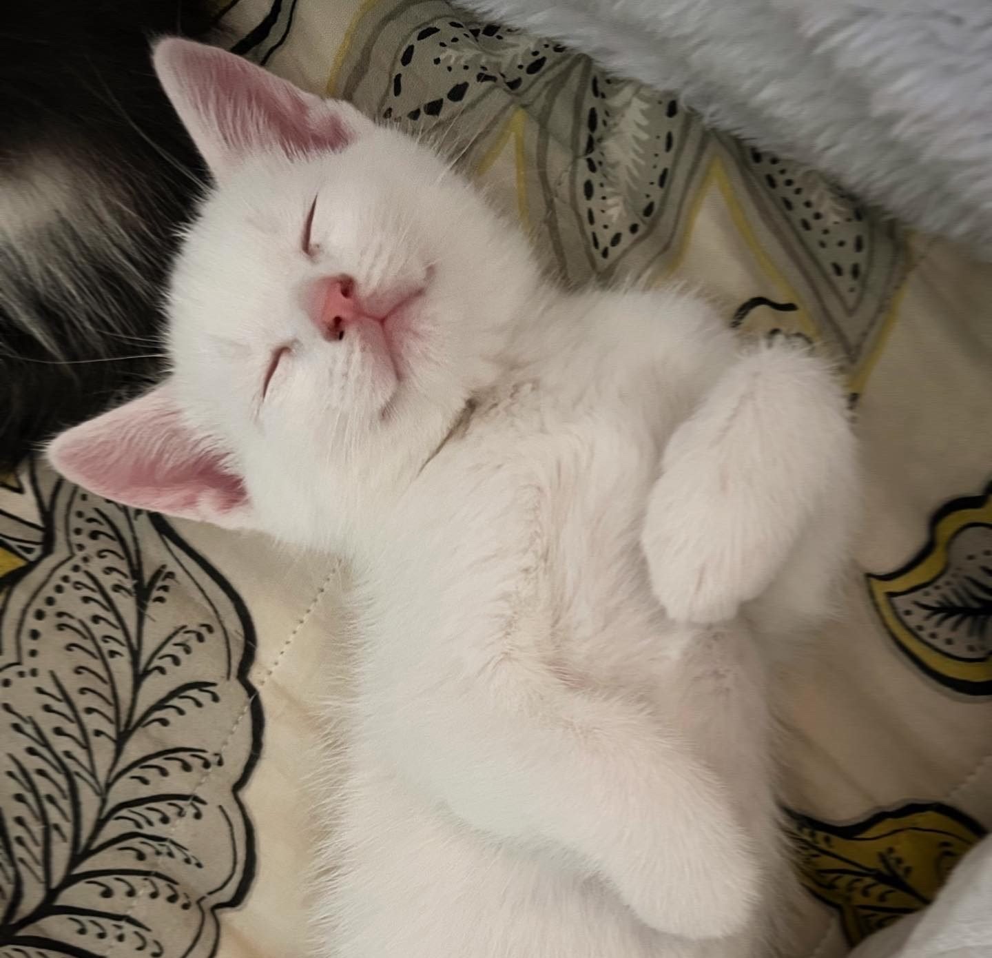Two kittens laying on their sides on a blanket, facing each other and almost cuddling